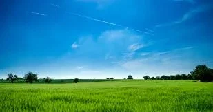 Grassland