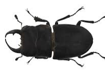 pest regretevator
