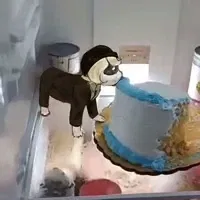 your pet cat N