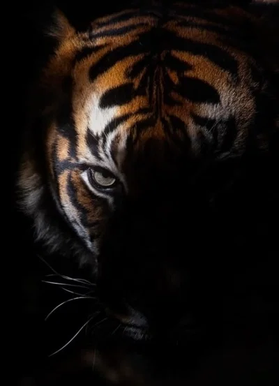 Ghost tiger 