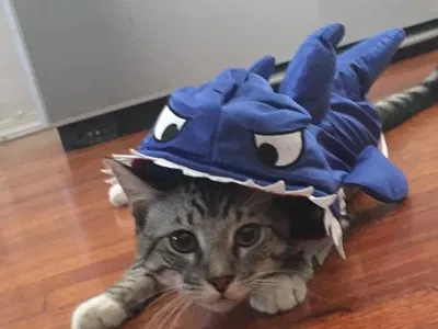 no bots, only lurk >:3