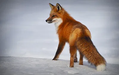 Faye the Fox Hybrid