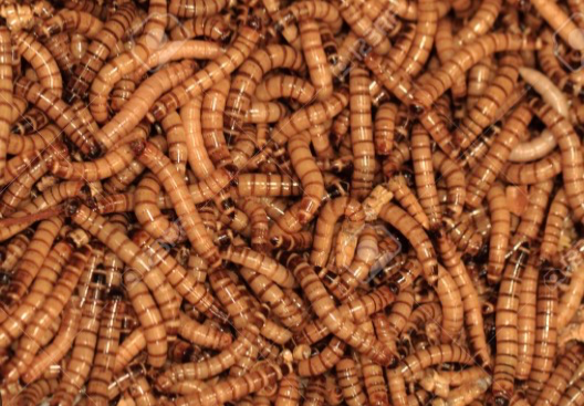 Diarrhea Worms