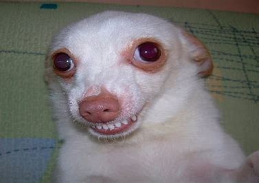 Floofy dog the cringe saviour