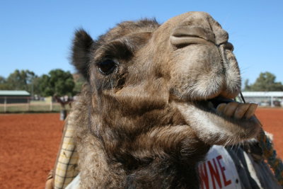 Camel