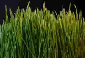 Grass (You need to touch it)