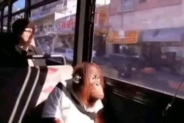 Sad Orangutan in bus