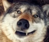 Aryos, the "Wolf" [Crazed Version]
