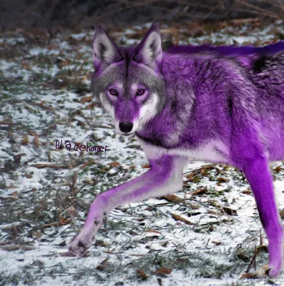 👾🐺🌿Were-drone Uzi🌿🐺👾