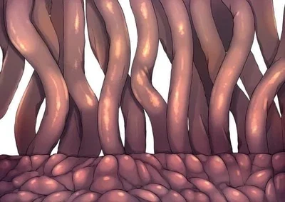 Breeding Tentacles
