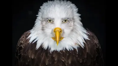 Eagle Man