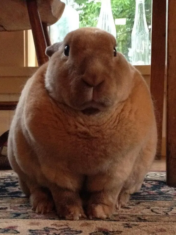 All of the cool epic rabbit facts 