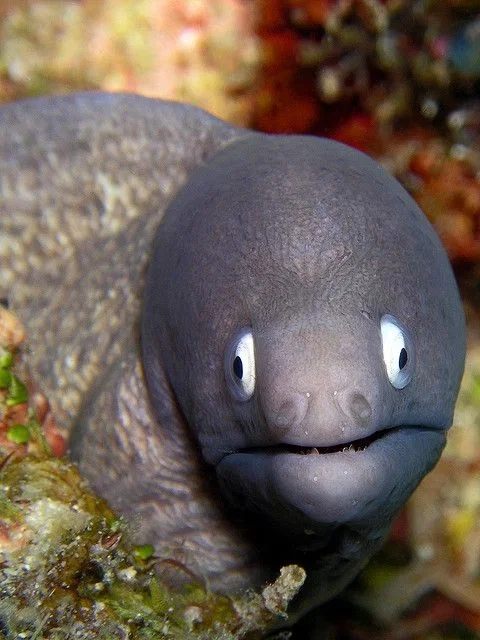 MORAY EEL