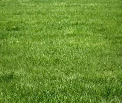 Grass