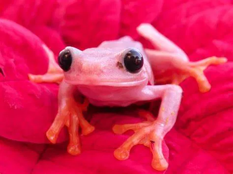 The new wise frog