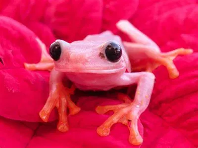 The new wise frog