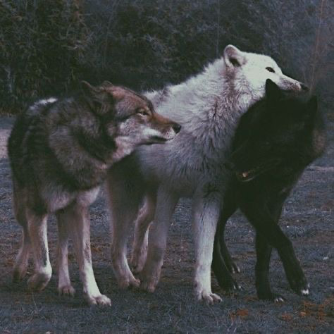 Stoneclaw pack