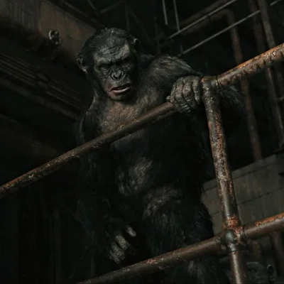 Koba