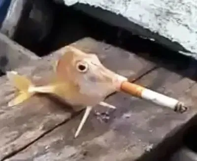 🐟🚬