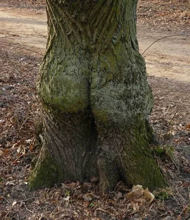 Sexy Wood
