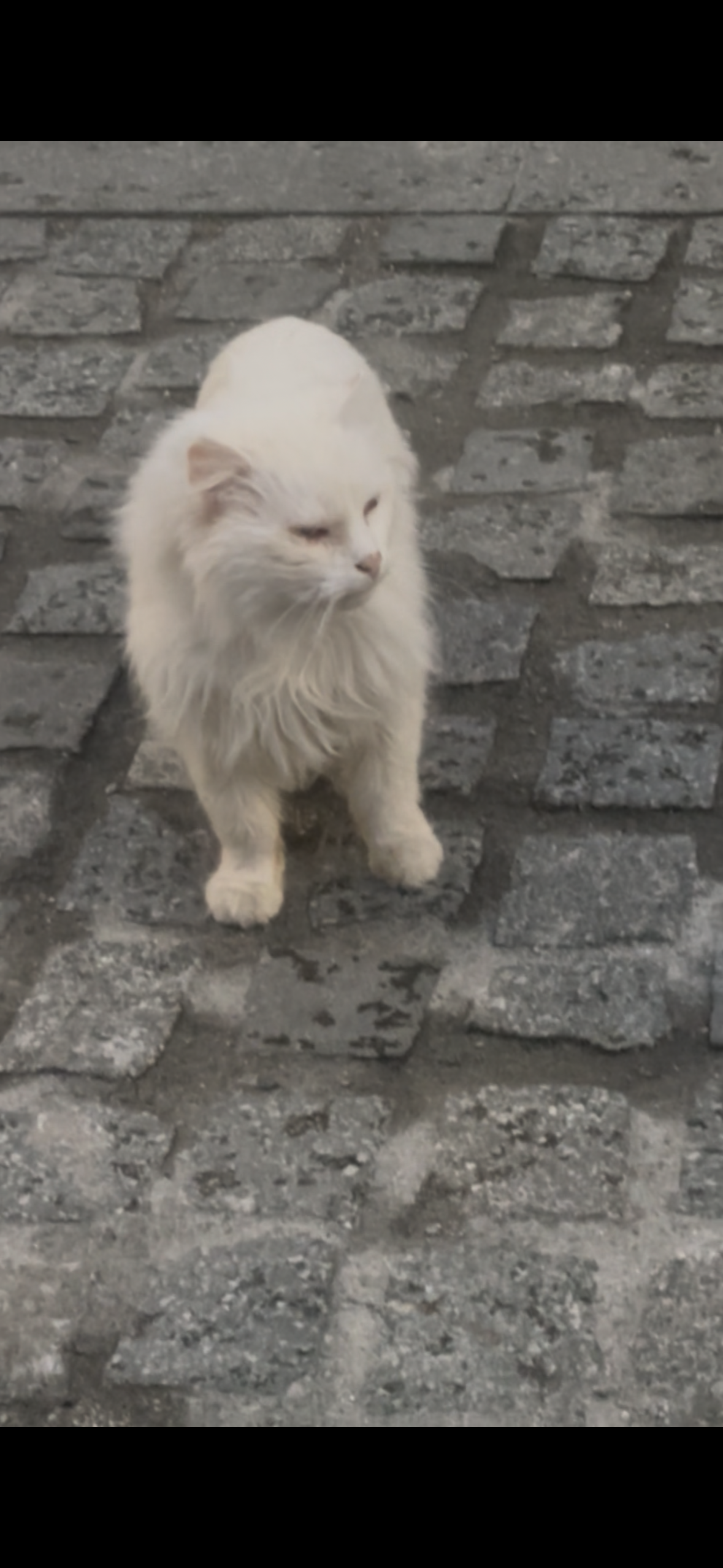 Magic cat