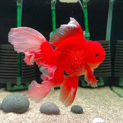 goldfish