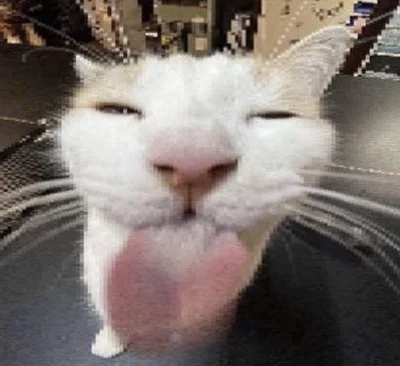 Cat who sticks his tongue out