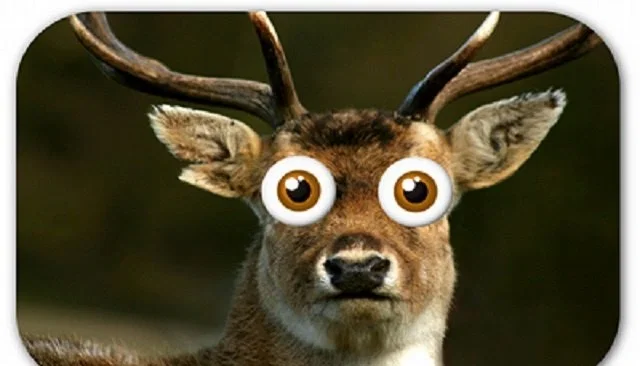 Deer in Headlights 