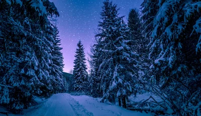 Winter Survival Roleplay