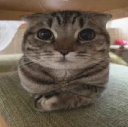 Bot request #17 + 600 follower celebration