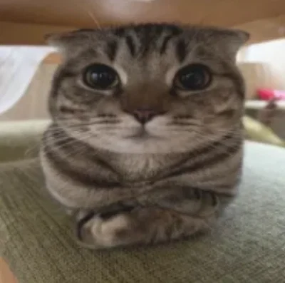 Bot request #17 + 600 follower celebration