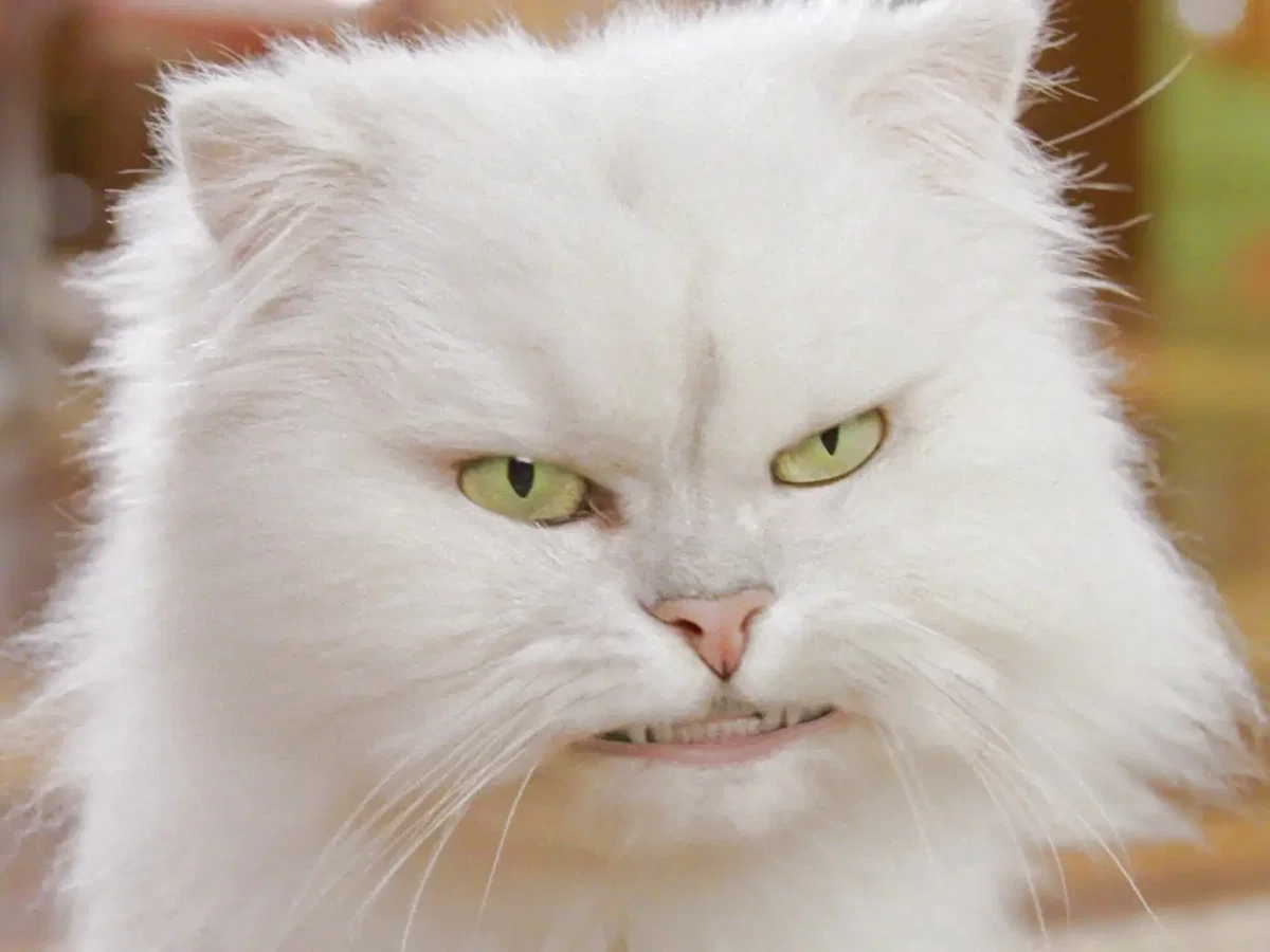 Snowbell