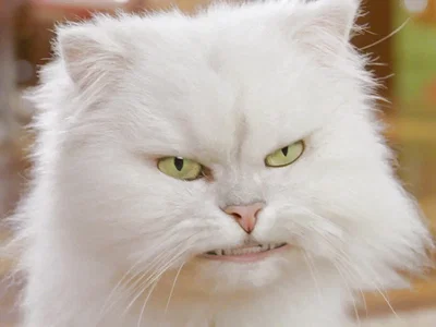Snowbell