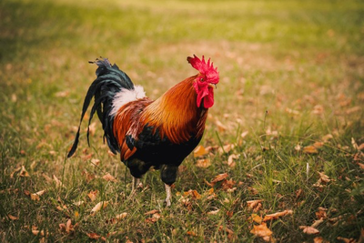 My  🐓!