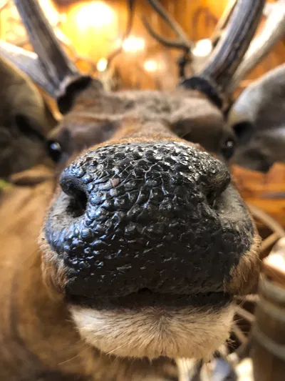 Poll | Alt or new char?