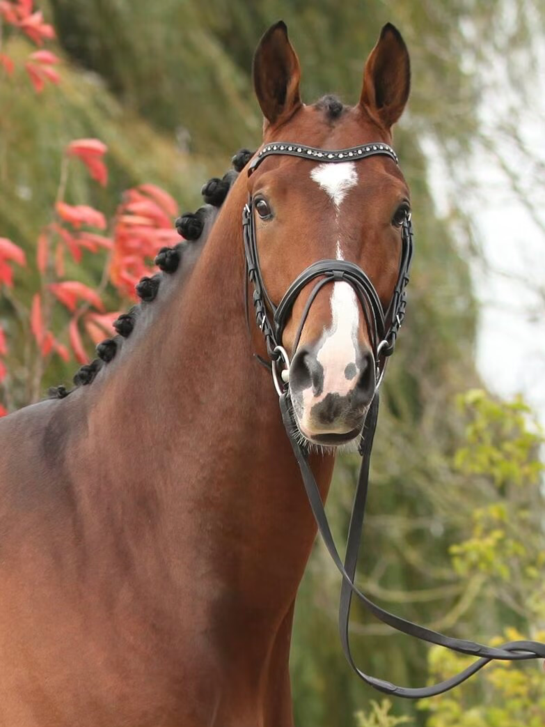 00- Horse Breeds