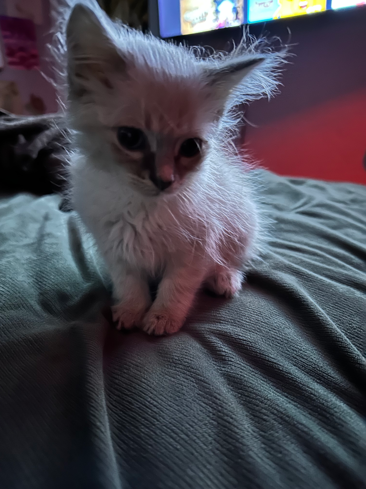I got a kitten his names possum say hi 🫶🏻