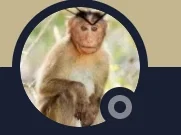 Monke (joke)