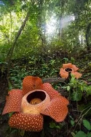 Visiting Voracious Island
