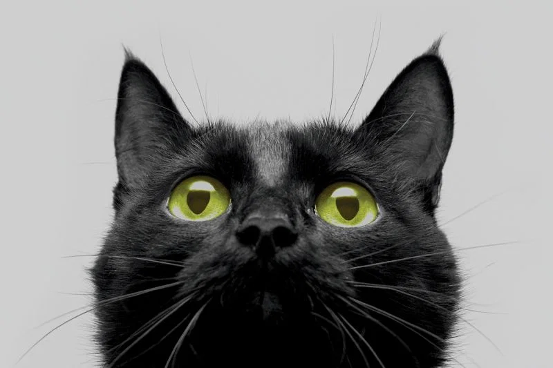 A Cat