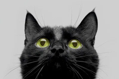 A Cat