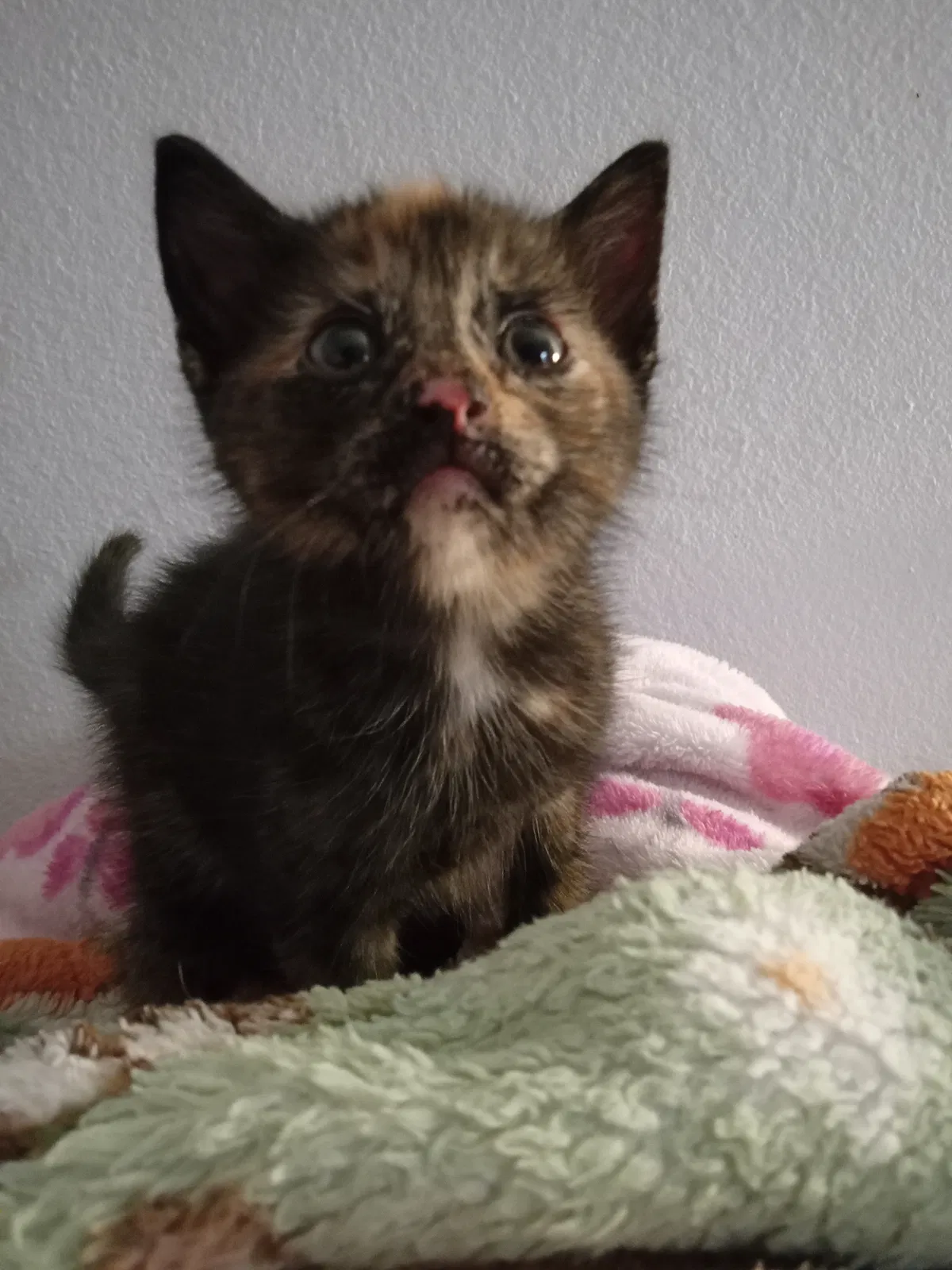 New kitten