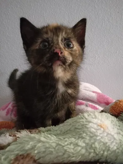 New kitten