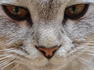 Meow, meow.