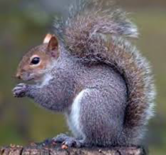 Squirrel simulator 