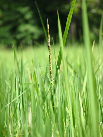 The Wikipedia Article for Grass inserted into a bot (high token ver)