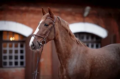 00- Horse breeds
