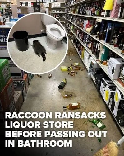 Suggestions/ Trevor the racoon who Ransacked a liquor 