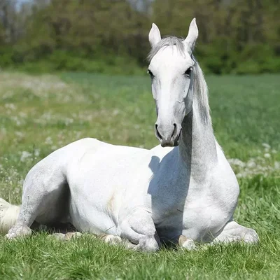 00- Horse Breeds
