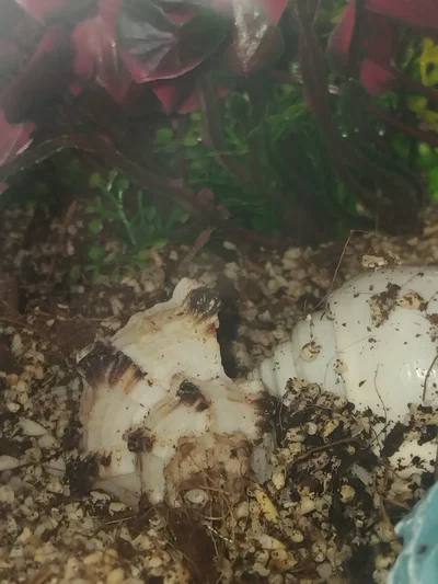 My hernit crab swapped shells ❤️